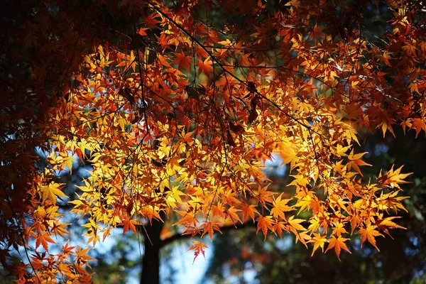 Nízký Úhel Záběru Podzimního Listí — Stock fotografie