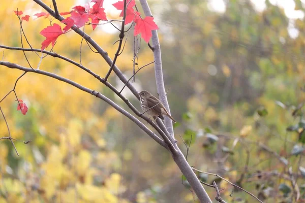 Αμερικάνος Ερημίτης Πετά Πουλί Σκαρφαλωμένο Ένα Κλαδί Δέντρου Στο Πάρκο — Φωτογραφία Αρχείου