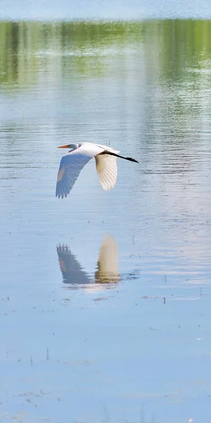 Vertikal Bild Stor Egret Flyger Med Sin Reflektion Synlig Ytan — Stockfoto