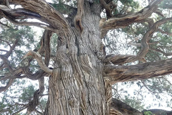 Крупним Планом Східне Червоне Кедрове Дерево Зеленими Гілками Сонячному Світлі — стокове фото