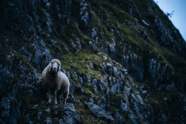岩石山中的山羊特写镜头 — 图库照片