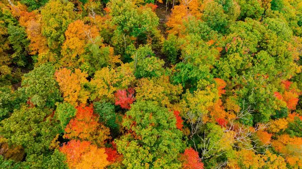 Μια Κεραία Του Φθινοπώρου Φύλλωμα Ένα Πυκνό Δάσος Φθινοπωρινά Χρώματα — Φωτογραφία Αρχείου