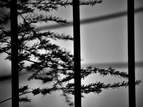棒の後ろの枝の灰色のショット — ストック写真