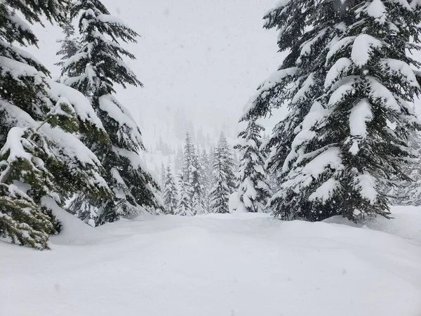 Krásná Zimní Krajina Věčně Zelenými Stromy — Stock fotografie