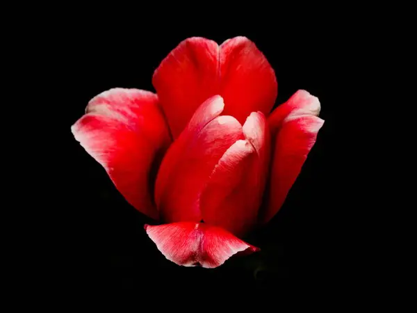 Eine Nahaufnahme Einer Schönen Roten Tulpenblume Auf Schwarzem Hintergrund — Stockfoto