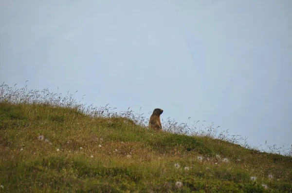 Una Graziosa Marmotta Alpina Adagiata Sull Erba Delle Alpi Sullo — Foto Stock