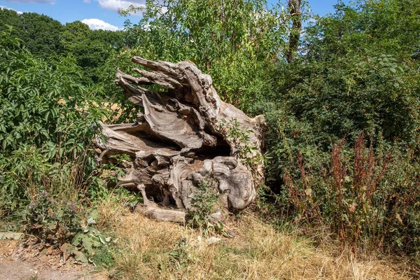 Vecchio Albero Caduto Circondato Alberi Verdi Mezzo Una Foresta Sotto — Foto Stock