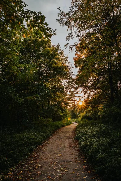 stock image A vertical shot of the walking way between the lush green trees with the sunlight behind the branches