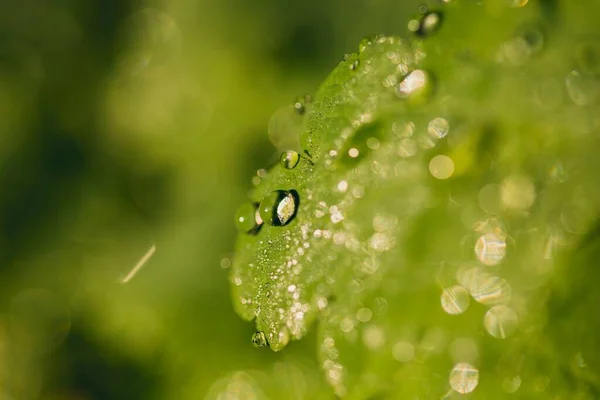 緑の葉の上の水の滴のクローズアップショット — ストック写真