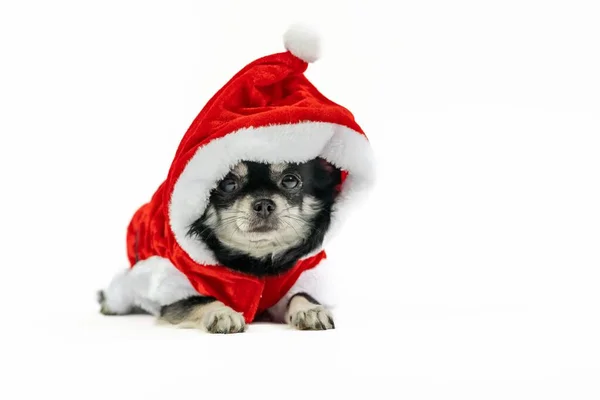 Ein Entzückender Pelziger Chihuahua Weihnachtskostüm Weihnachtsmannkleidung Einem Atelier — Stockfoto
