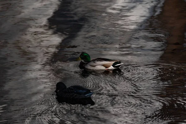 Nahaufnahme Von Zwei Enten Die Auf Dem Wasser Eines Flusses — Stockfoto