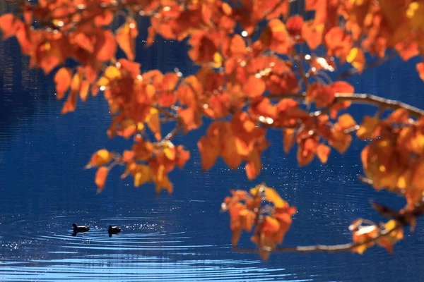 Selektywne Skupienie Dwóch Kaczek Pływających Wodzie Pomarańczowymi Liśćmi Pierwszym Planie — Zdjęcie stockowe