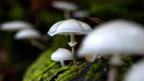 Eine Selektive Fokusaufnahme Von Oudemansiella Mucida Pilzen Auf Einer Bemoosten — Stockfoto