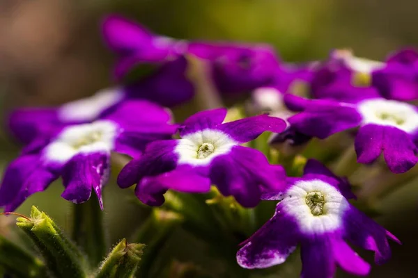 Closeup Selective Focus Purple Flowers Garden Verbena Flowering Plant — Stock Photo, Image