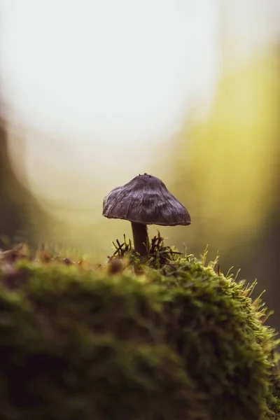 Macro Tiro Vertical Pequenos Cogumelos Psilocybe Cubensis Uma Floresta Contra — Fotografia de Stock