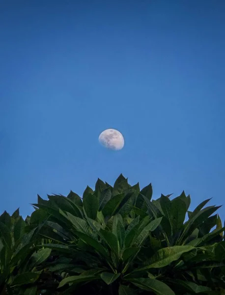 Une Verticale Lune Dans Ciel Soir Dessus Des Feuilles Vertes — Photo