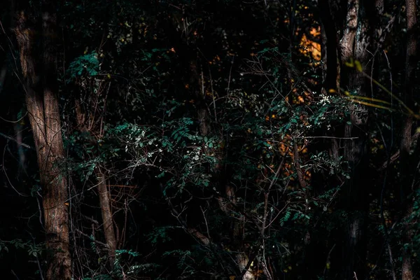 夜の森の中の葉や木の枝の暗いショット — ストック写真