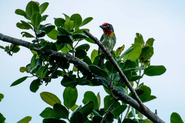 Pássaro Colorido Coppersmith Barbet Galho Árvore Verde Contra Fundo Azul — Fotografia de Stock