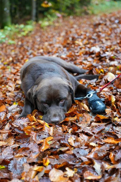 Vertical Shot Cute Adult Chocolate Labrador Retriever Dog Lying Fallen — Stock Photo, Image