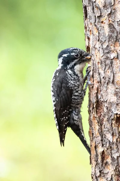 欧亚大陆三趾啄木鸟在树上的垂直镜头 — 图库照片