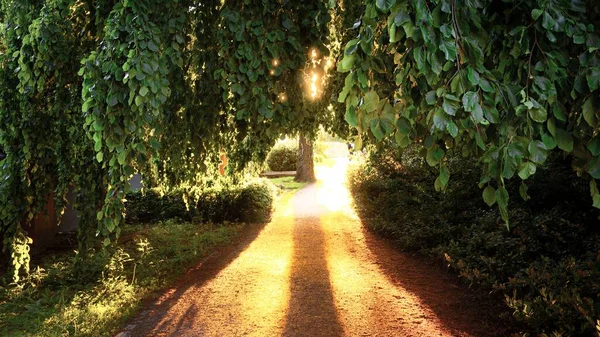 这是一条风景秀丽的公园小径 四周环绕着绿叶茂密的树木和植物 最后是灿烂的阳光 — 图库照片