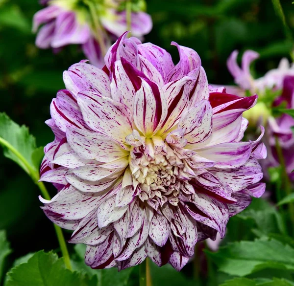 Primer Plano Una Hermosa Flor Raya Bristol Dahlia Jardín —  Fotos de Stock