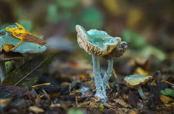 Tiro Seletivo Verdigris Agaric Stropharia Caerulea Cogumelo Verde Azulado Floresta — Fotografia de Stock