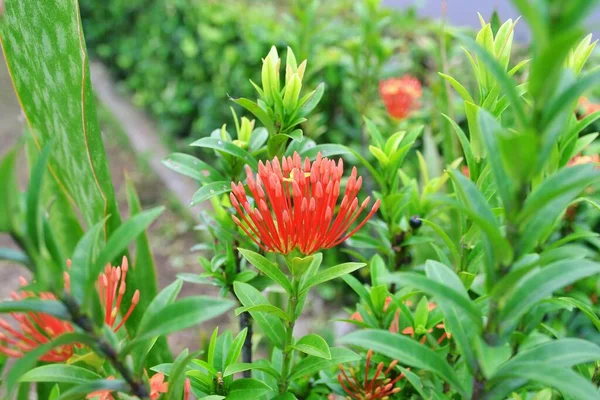 Une Sélection Plantes Ixora Chinoises Dans Jardin — Photo