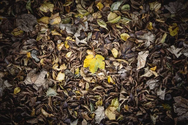 Sonbaharda Yere Düşen Yaprakların Üzerindeki Sarı Yaprağın Üst Görüntüsü — Stok fotoğraf