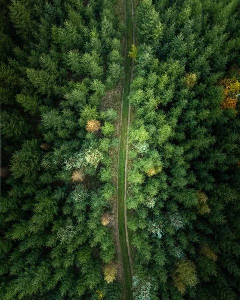 Вертикальний Вид Зверху Стежку Лісі — стокове фото