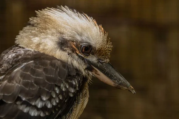 Een Close Shot Van Een Lachende Kookaburra Vogel Dacelo Novaeguineae — Stockfoto