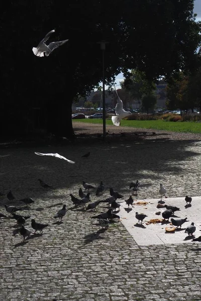 Vertical Shot Pigeons Cobblestone Walkway — Stock Photo, Image