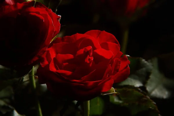 Koyu Arkaplanda Kırmızı Güllerin Yakın Plan Çekimi — Stok fotoğraf