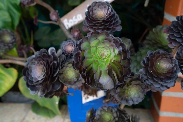 Egy Közeli Aeonium Virág Épület Közelében — Stock Fotó