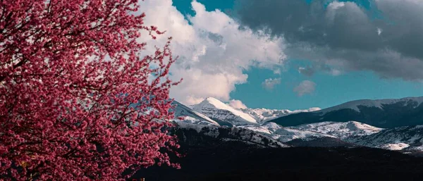 Drzewo Różowymi Kwiatami Górskim Tłem Krajobrazu — Zdjęcie stockowe