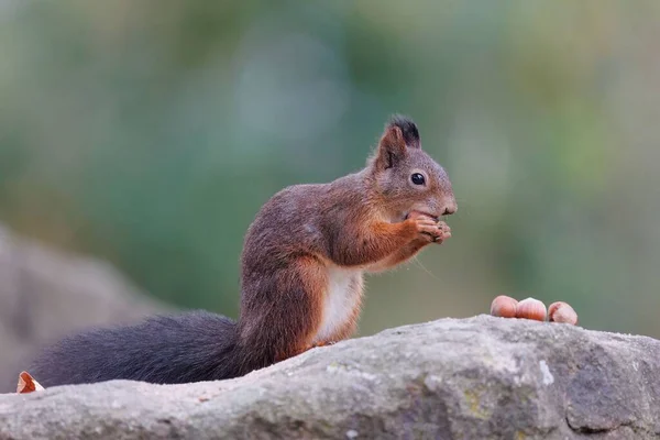 Zbliżenie Ujęcie Brązowej Wiewiórki Siedzącej Kamieniu Jedzącej Orzechy — Zdjęcie stockowe