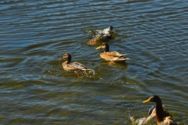 在阳光明媚的日子里 几只家鸭在湖中游泳的特写 — 图库照片