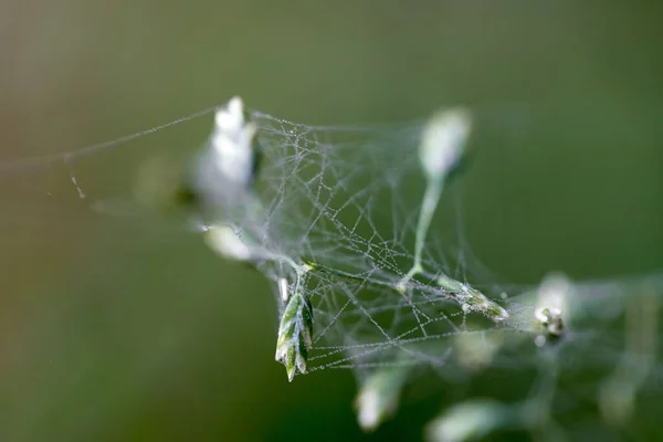 氷の植物に織り込まれたクモの巣の閉鎖ショット — ストック写真