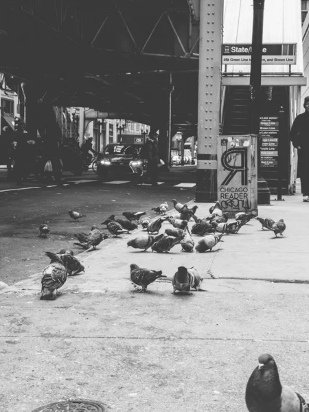 Eine Vertikale Schwarz Weiß Aufnahme Von Tauben Auf Der Straße — Stockfoto