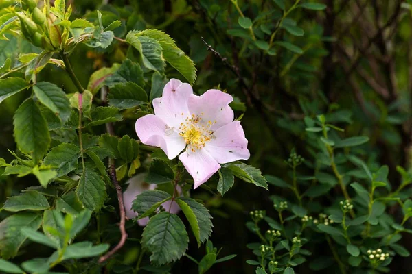 一朵盛开的粉红野玫瑰的特写 — 图库照片