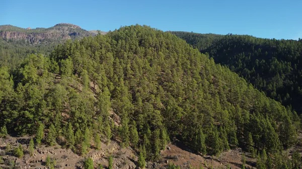 Tiro Aéreo Uma Floresta Pinheiro Canário Encosta Montanha Tenerife Ilhas — Fotografia de Stock