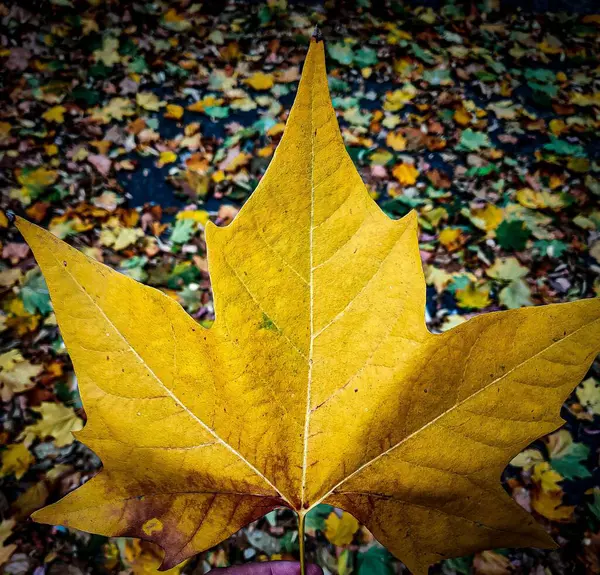 Живописный Осенний Лист Земле — стоковое фото