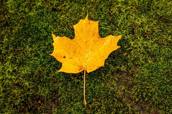 Uma Folha Amarela Grama Gatineau Park Quebec Canadá Fresca Para — Fotografia de Stock