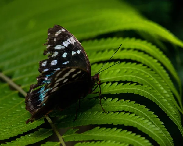 Schwarzer Schmetterling Mit Weißen Flecken Auf Einem Farn Nahaufnahme — Stockfoto