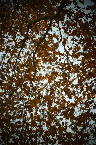 Mavi Gökyüzüne Karşı Ağaçlardaki Sonbahar Yapraklarının Dikey Görüntüsü — Stok fotoğraf