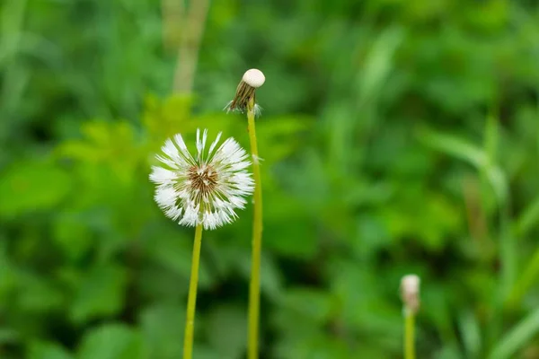 Sebuah Gambar Close Dari Indah Dandelion Mekar Taman — Stok Foto