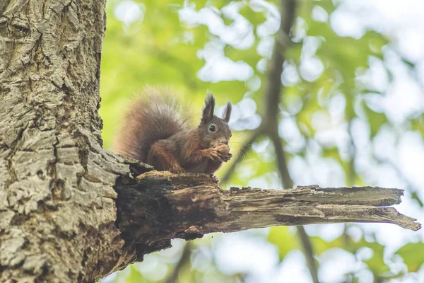 一只可爱的小松鼠在森林里的树枝上吃东西 — 图库照片
