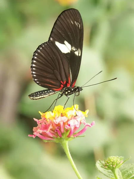 Çiçeğin Üzerinde Duran Sevimli Bir Heliconius Doris — Stok fotoğraf