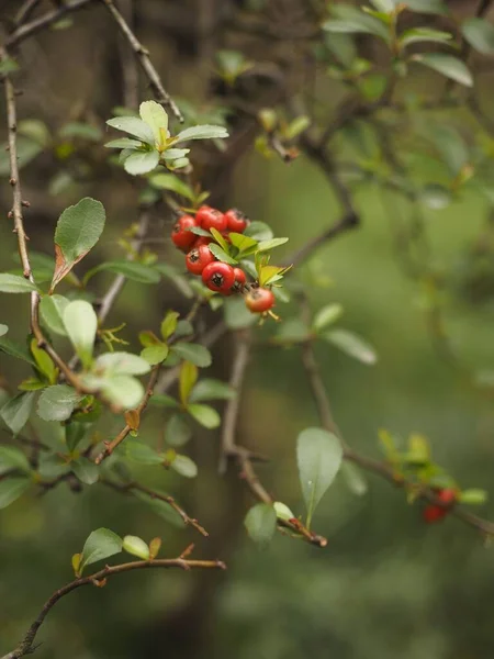 Selective Focus Wild Berries Forest — Stock Photo, Image