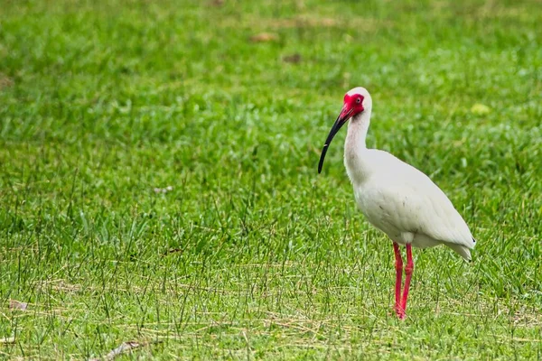 Closeup Red Legged Ibis Bird Green Field — Stock Photo, Image